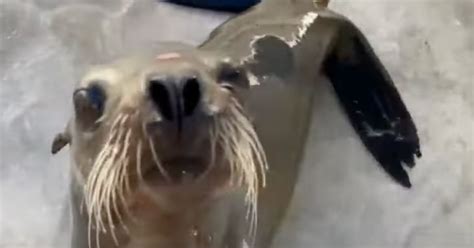 SeaWorld euthanizes sick sea lion found on San Diego freeway